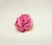 pink rose on white surface